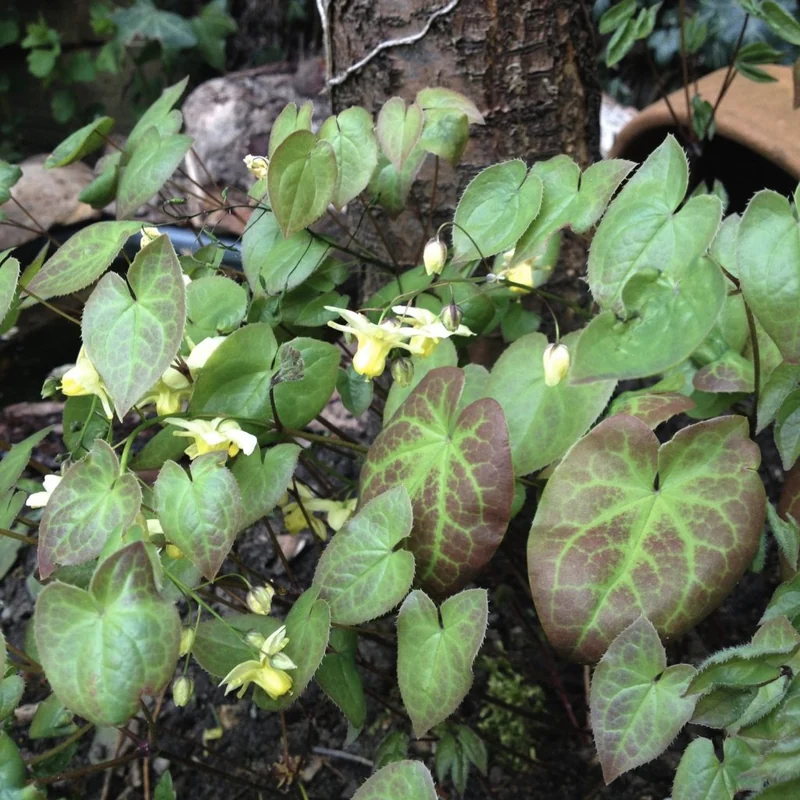 HORNY GOAT WEED 1X1