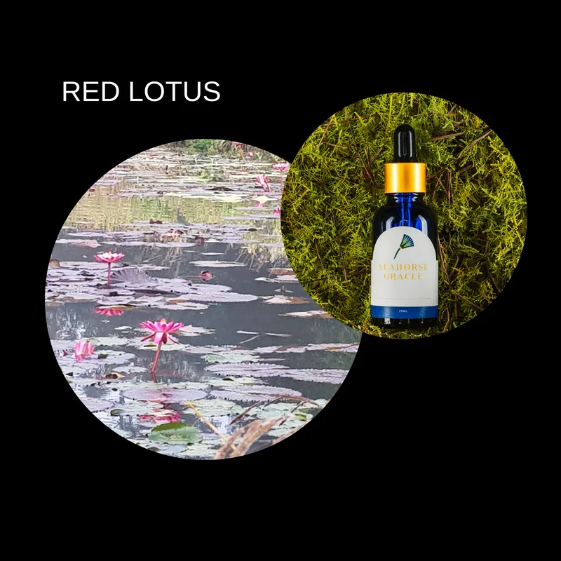 VIMBELA RED 25ML LOTUS
