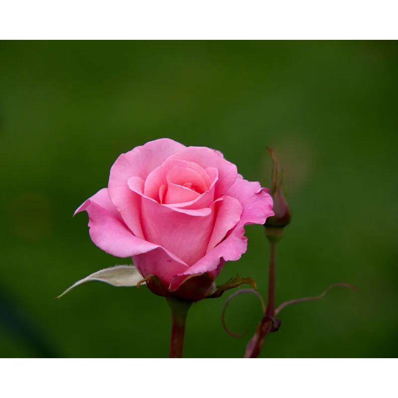 ROSE SINGLE