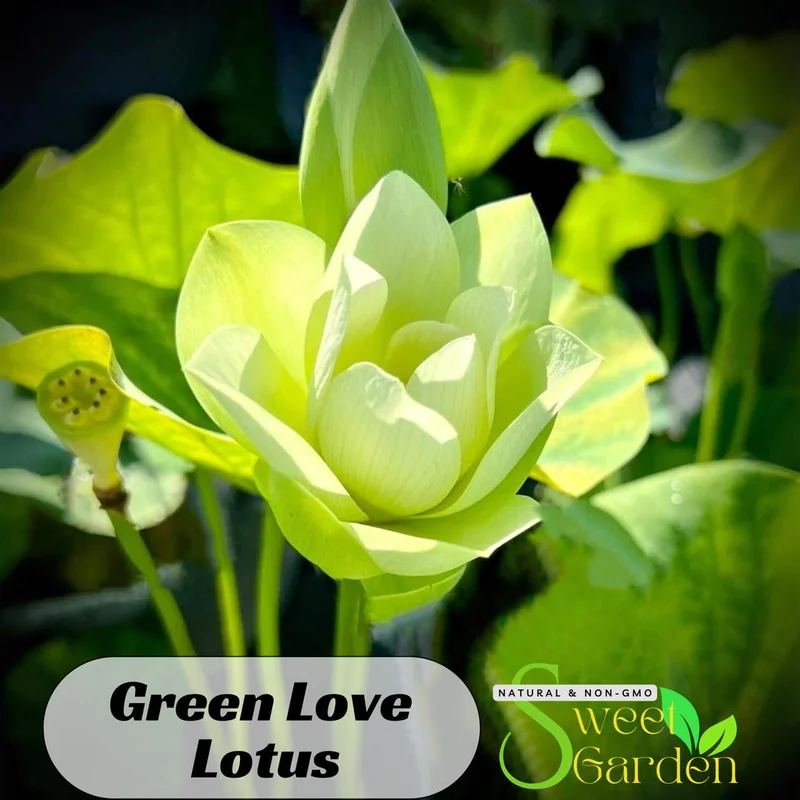 LOVE DROP LOTUS FAMOUS GREEN