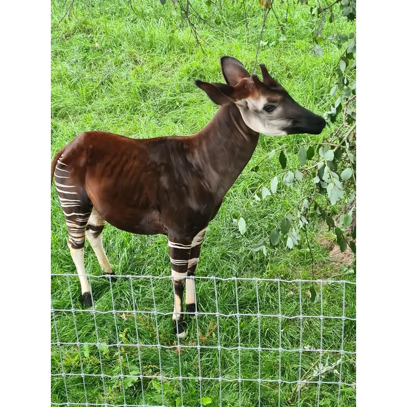 OKAPI MEDIUM