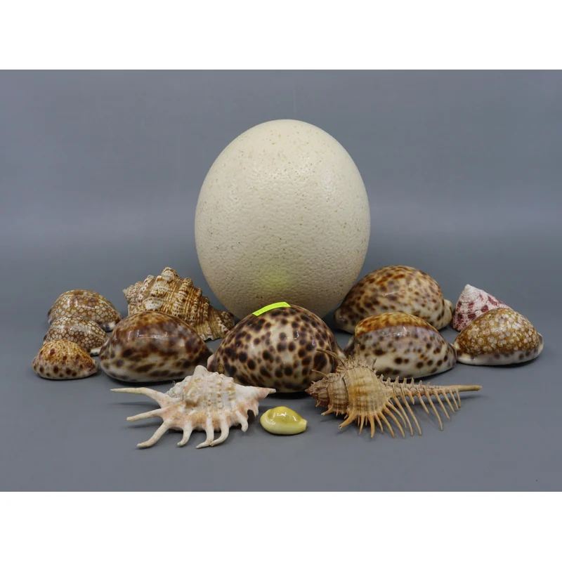 OSTRICH EGG SHELLS 1KG LOTUS